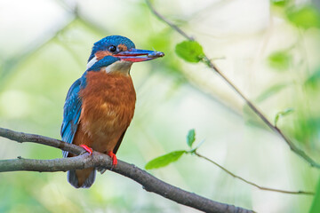 Female Common Kingfisher (Alcedo atthis) with small fish on branch, the Netherlands