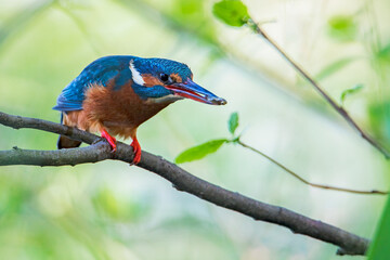 Female Common Kingfisher (Alcedo atthis) with small fish on branch, the Netherlands
