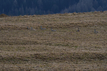 A group of young deer resting in an early spring meadow