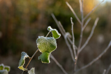 Delicate Frost-Covered Green Leaves Glowing in Gentle Morning Sunlight During Early Autumn in Northern Forest