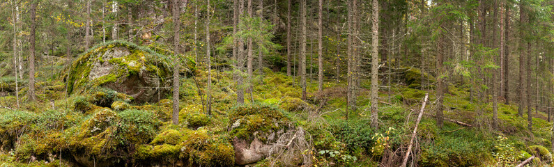 Fototapeta premium Moss-Covered Rocks and Lush Forest Floor Amid Tall Trees in Serene Finnish Wilderness