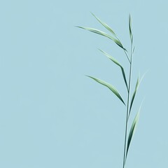 Fototapeta premium Single graceful grass stalk against a pale blue background