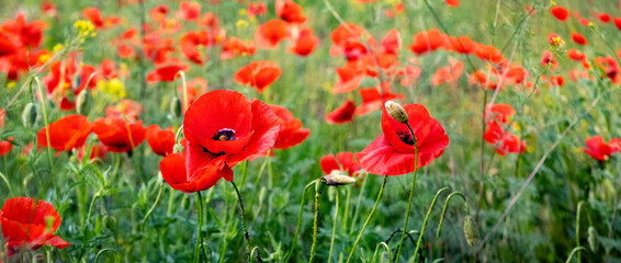 Obraz premium Red luxurious poppies in a green field