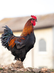 Rooster with brown and black feathers and a proud look on the background of the house
