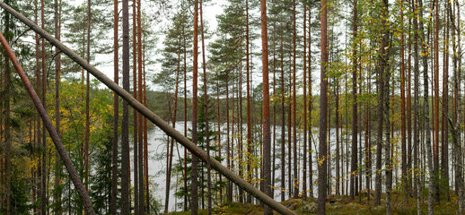 Tall Pine and Birch Trees Overlooking a Serene Finnish Lake with Fallen Trunks in Autumn Wilderness
