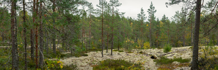Obraz premium Scenic Winding Forest Path Surrounded by Tall Green Pine and Birch Trees with Autumn Foliage in Finnish Wilderness