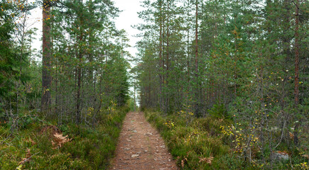 Remote Forest Trail Surrounded by Dense Green Pine Trees in Untouched Wilderness during Calm Autumn Season