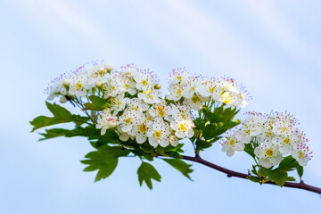 hawthorn blossom, hawthorn branch with white flowers against the sky