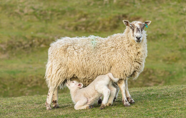 Sheep and lamb.  Mother sheep, a ewe and her young lamb on his knees and suckling milk from mum.  Springtime on the Hebridean island of Tiree, Scotland. Horizontal. Space for copy.