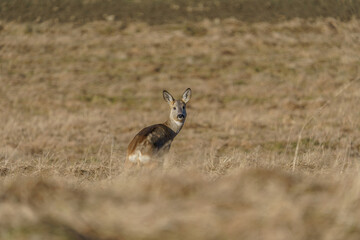 A small, lonely deer hiding in the tall grass