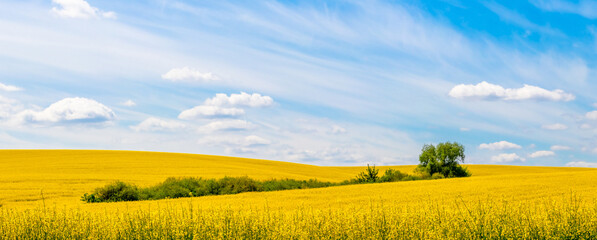 Fototapeta premium Spring landscape with a field covered with yellow rapeseed flowers and a picturesque blue sky with white clouds
