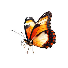 Obraz premium A vibrant orange and black butterfly on a transparent background