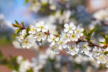 cherry blossom, cherry branch with white flowers in the garden on a tree on a sunny day