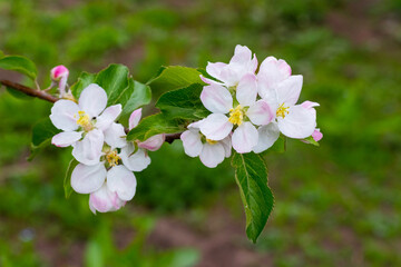 apple tree blossoming apple tree branch with flowers in the garden close-up