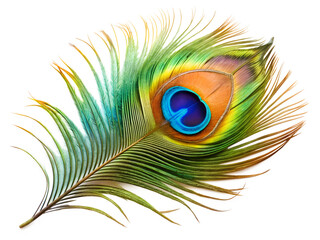 Obraz premium peacock feather on white background