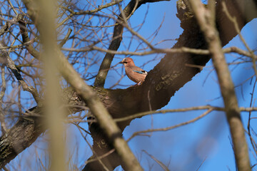 A beautiful Jay hiding among the branches of a tree