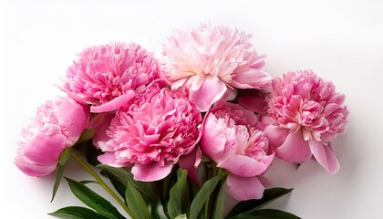 Obraz premium Bunch of pink peonies on white background