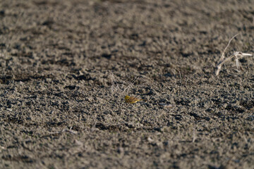 A Little Bunting, sitting and searching for food in a ploughed field