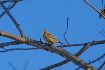 Hidden among the tree branches is a small Bunting