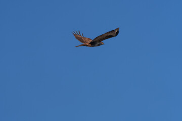 A beautifully soaring falcon against the blue sky