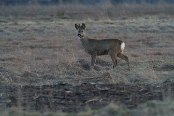 A small, lonely deer hiding in the tall grass