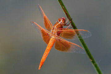 Flame Skimmer