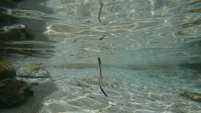 Juvenile Batfish swimming under coastal waves in shallow water over a sandy bottom reflecting on the water's surface, in the sun glare at calm weather