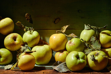 Ripe organic grown apples with leaves in wooden box in bright sunlight with copyspace. Natural fruit from garden concept image.