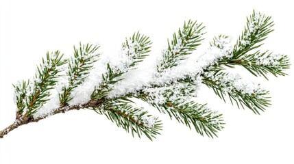 Obraz premium A branch covered in snow. The branch is green and has a white snow covering it. The snow is covering the entire branch, from the top to the bottom