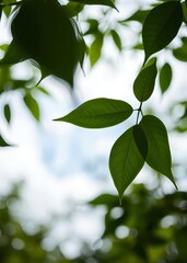 Obraz premium Blurred background of green leaves with sky bokeh in nature bokeh green bokeh green abstract background light bright blur pattern