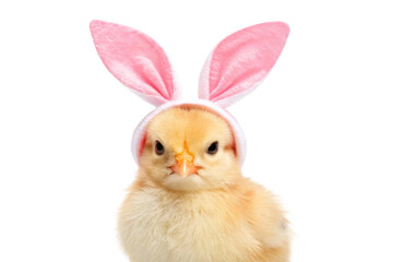 Obraz premium Chick wearing bunny ears and looking playful, cut out