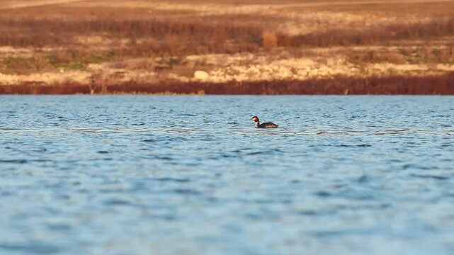 Somormujo Podiceps cristatus se sumerge en el embalse de Beniarres en busca de alimento, Espa&ntilde;a