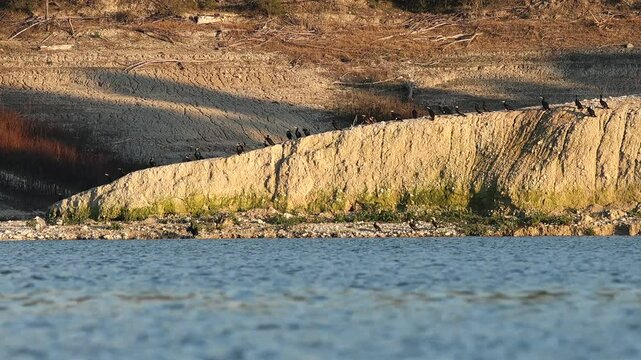 Gran grupo de cormor&aacute;n grande Phalacrocorax carbo posado a la orilla del embalse de Beniarres preparandose para pasar la noche, Espa&ntilde;a