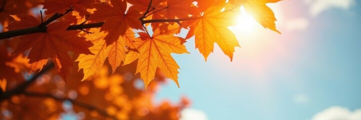 Obraz premium Sunlit orange leaves of a tree against a Lincoln, Nebraska sky , Picture, Lincoln, Tree