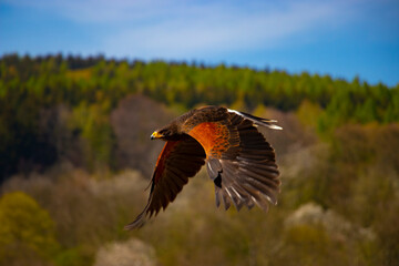 Common buzzard in flight in the wild (Buteo buteo)