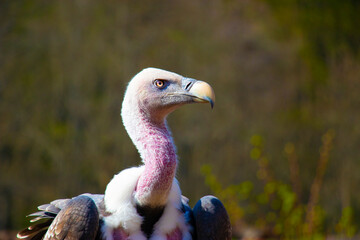 Ruppell's Griffon Vulture (Gyps rueppellii) portrait