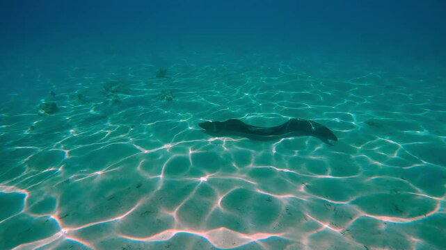 Giant Moray Eel, Gymnothorax javanicus swimming at full body length along the sandy seabed with coral rubble, in bright sunshine at noon, with sun glare.