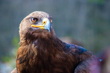 Portrait of golden eagle looking directly