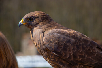 portrait of a golden eagle, endangered species