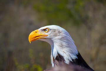 portrait of a bald eagle with a beautiful yellow beak (Haliaeetus leucocephalus)