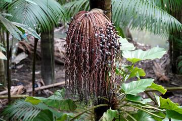 Ripe purple colored fruits of the Bacaba Oenocarpus palm, hanging from a large umbel high up on the tree in Amazon rainforest. They can be processed into a healthy juice. Near Manaus, Brazil.