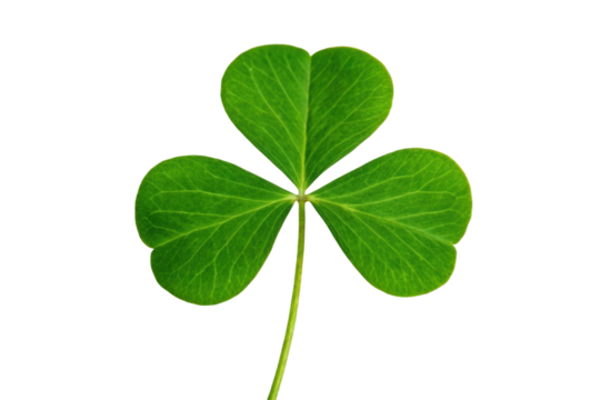 Three-leaf green clover on white, cut out