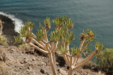 Unique succulent plant thrives near the ocean.  Its thick, pale stems and vibrant green leaves contrast beautifully against the rocky terrain and deep blue water. A stunning natural scene.