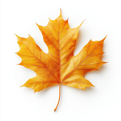 Obraz premium Isolated, vibrant orange maple leaf displays intricate vein details against a bright white background.