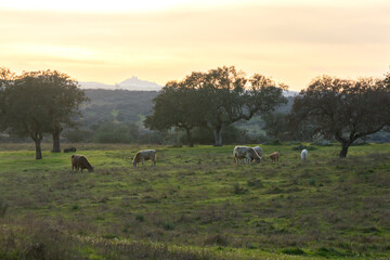 Majestic Sunset: Castle on the Horizon and Cows Grazing in the Dehesa.