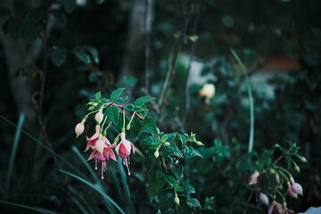 Close-up of delicate fuchsia flowers in bloom, showcasing their vibrant pink hues and intricate...