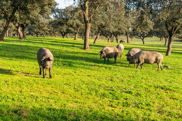 Curious Glance in the Dehesa: Iberian Pigs under the Golden Sunset.