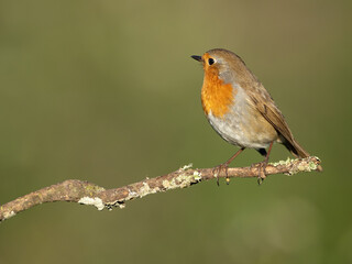 European Robin (erithacus rubecula)