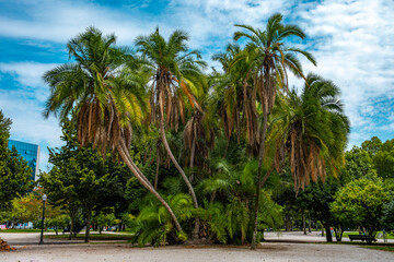Beautiful palm trees look like an island in the park of Porto