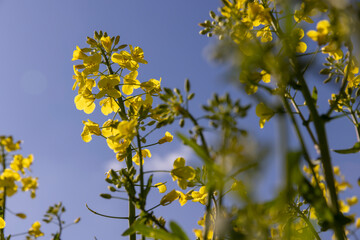 beautiful rapeseed flowers in sunny spring weather